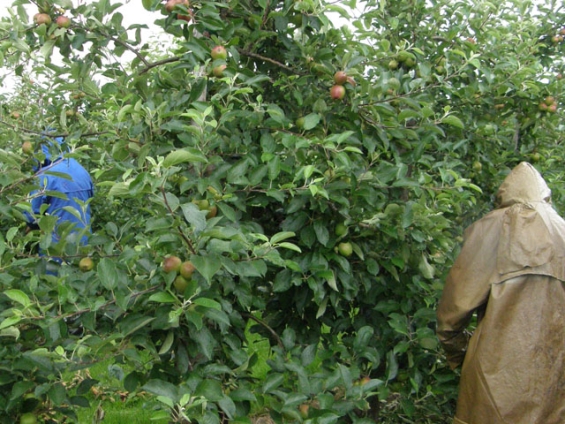 VVD vraagt aandacht voor huisvesting arbeidsmigranten tijdens oogst