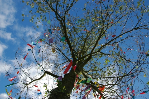 Nieuwe bomenroutes in Biddinghuizen en Swifterbant