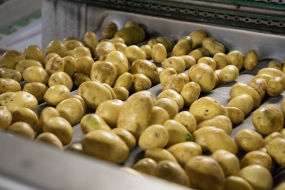 Flevolandse boeren vrezen voor aardappelprijs Flevolandse boeren vrezen voor aardappelprijs