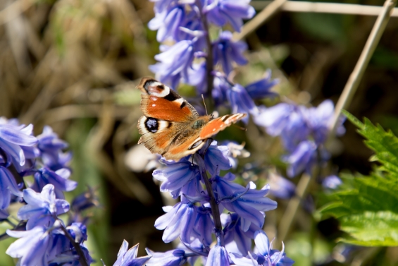 Landelijke Tuinvlindertelling dit weekend Landelijke Tuinvlindertelling dit weekend