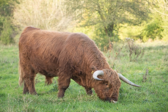 Tauros runderen vervangen Schotse Hooglanders in Harderbos Tauros runderen vervangen Schotse Hooglanders in Harderbos