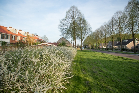 Vijf Biddinghuizer straten worden groener Vijf Biddinghuizer straten worden groener
