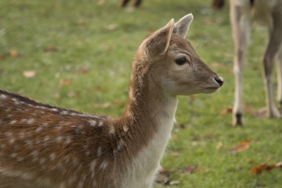 Verhoogd risico op wildaanrijdingen door zomertijd Verhoogd risico op wildaanrijdingen door zomertijd