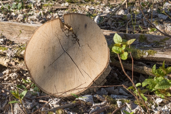 Natuurwerkdag op bedrijventerrein Van Werven