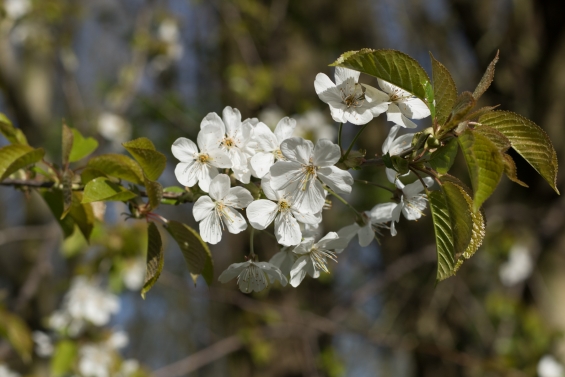Najaarsactie gratis bomen voor boeren en buitenlui