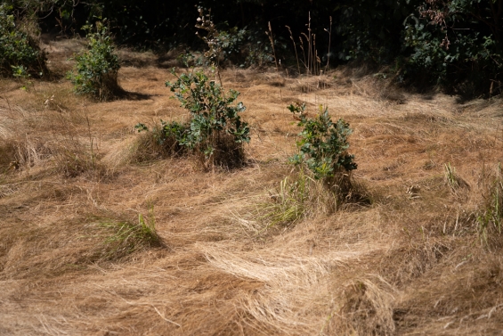Droogte zorgt voor verhoogd brandrisico in Flevoland Droogte zorgt voor verhoogd brandrisico in Flevoland