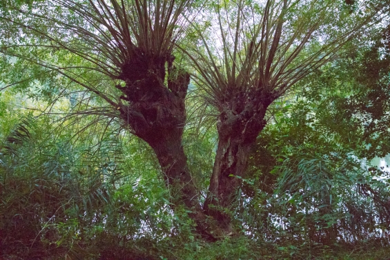 Vrijwilligers aan de slag op natuureiland en in dorpsbos