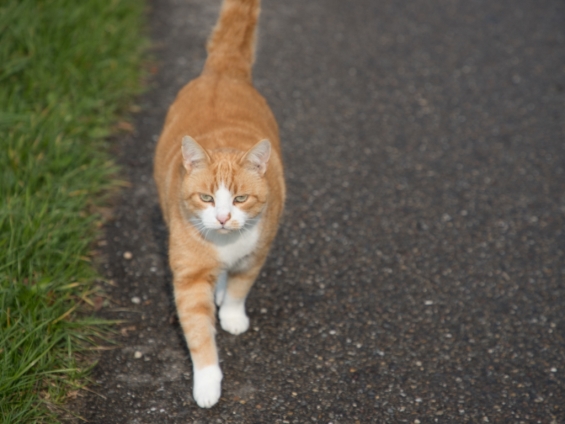 Gratis gebitscontroles bij Delta Dierenartsen