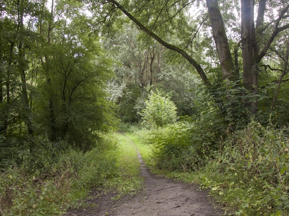 Trailrun in Spijkbos Biddinghuizen komt terug voor tweede editie
