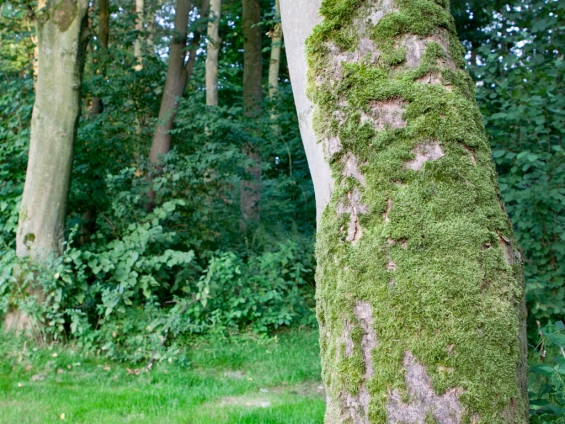 Opening bomenroutes Biddinghuizen en Swifterbant Opening bomenroutes Biddinghuizen en Swifterbant