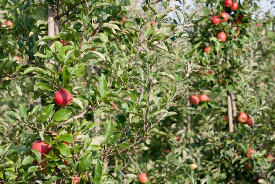 Voedselbank zoekt plukkers voor appelactie