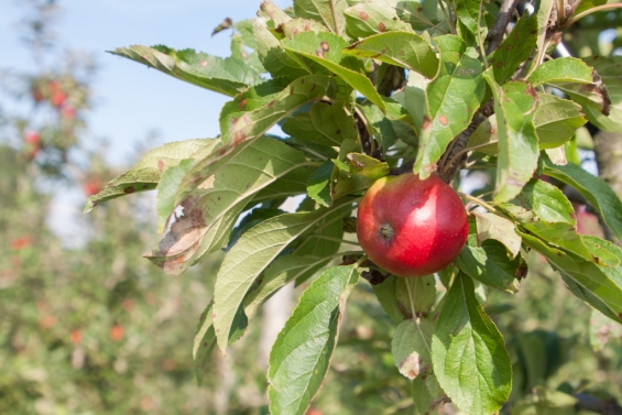 Nomineer voor Waarde-Ring 2023