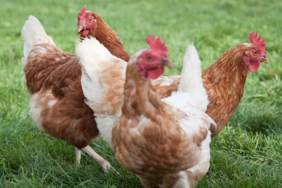 Vogelgriepvariant van meeuw naar kip uitzonderlijk