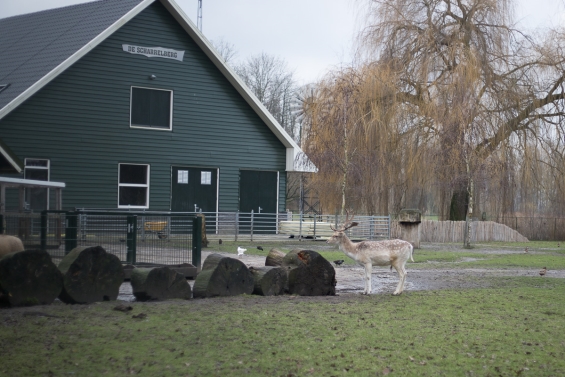 Laatste openingsdag De Scharrelberg dit jaar Laatste openingsdag De Scharrelberg dit jaar