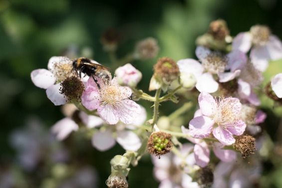 Workshop over bijen in Bibliotheek