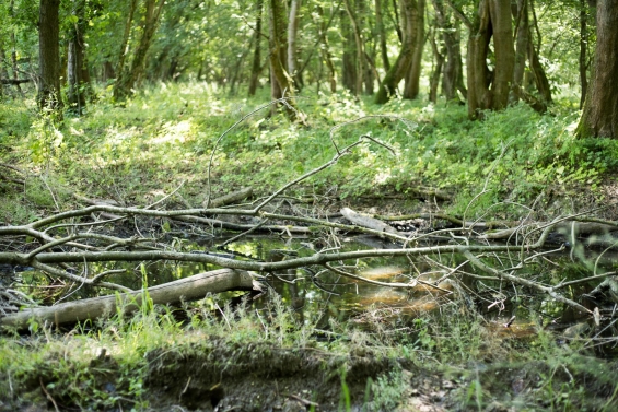 Natuurbeheer door vrijwilligers op Dorpseiland