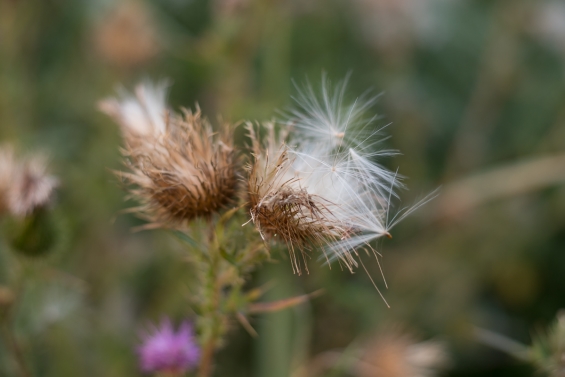 Demonstratie robotwieders trekt belangstelling in Biddinghuizen Demonstratie robotwieders trekt belangstelling in Biddinghuizen