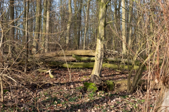 Enige overlast op eiland vanwege bosbeheer Enige overlast op eiland vanwege bosbeheer