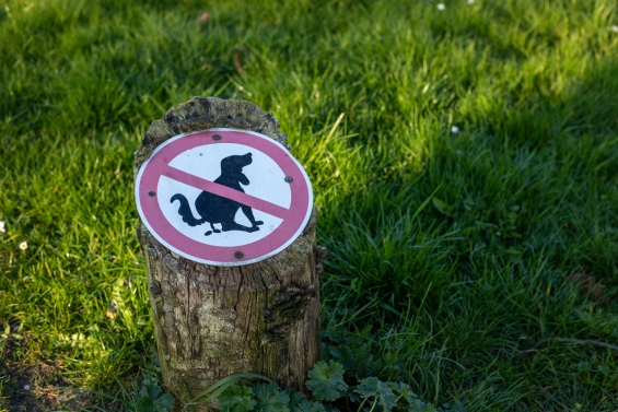 Staatsbosbeheer wil terrein De Brasem in gebruik geven