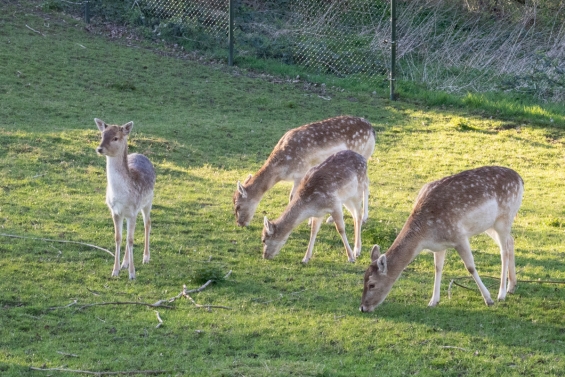 Hertjes Blijven op De Scharrelberg Hertjes Blijven op De Scharrelberg