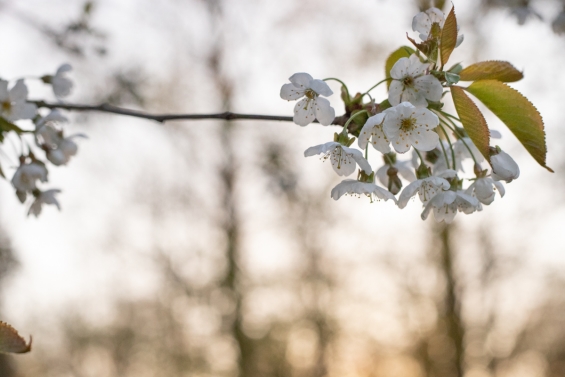 Nachtvorstbestrijding in fruitteelt