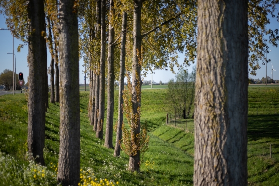 Ab Strijker spreekt in De Voorhof over bomen
