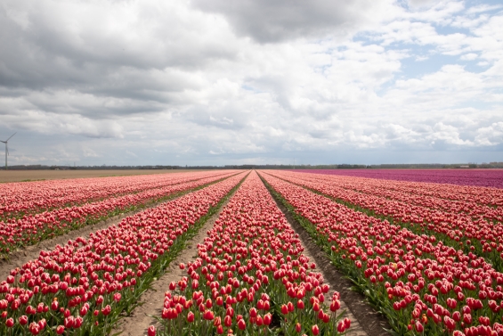 Tickets voor Autoroutes Tulpenroute binnenkort beschikbaar