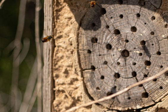Kinderen leren over bijen en biodiversiteit in bibliotheek