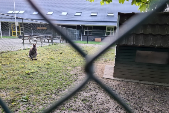 Verdwijnen de wallaby's bij De Scharrelberg?