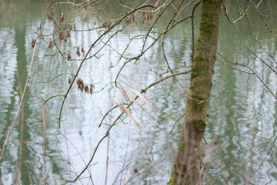 Hoog grondwaterpeil in Dronten Hoog grondwaterpeil in Dronten