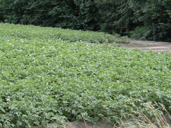 Fieldworkers uit Biddinghuizen scoort met innovatieve pestbestrijding