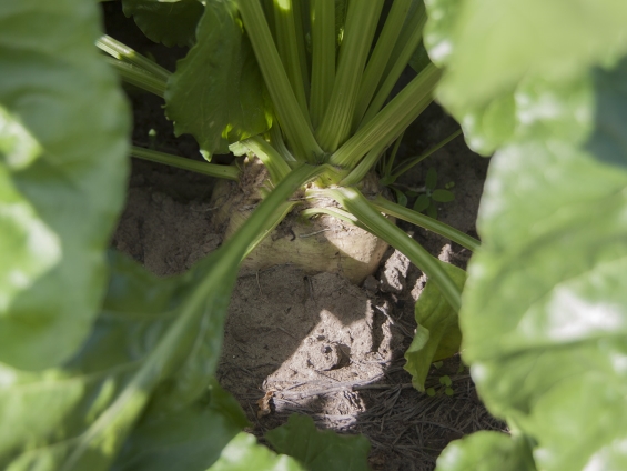 Flevoland heeft beste bietenoogst