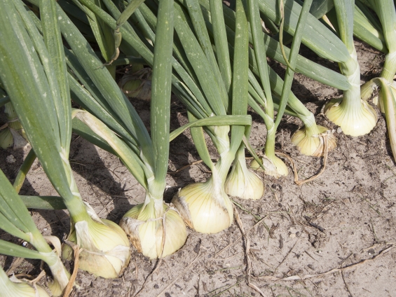 Onderzoek naar bodemkwaliteit bij Flevolandse uientelers Onderzoek naar bodemkwaliteit bij Flevolandse uientelers