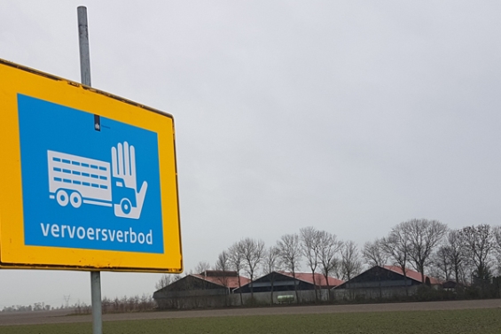 Tot nu toe geen vogelgriep op andere pluimveebedrijven Zeebiesweg