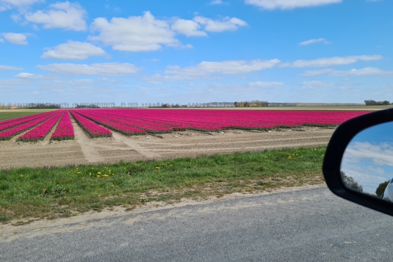 Tulpenroute Flevoland start op 15 april Tulpenroute Flevoland start op 15 april