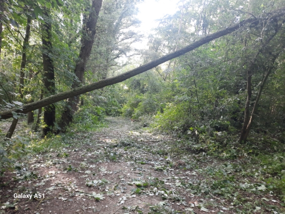 Gemeente roept op bossen nog te mijden