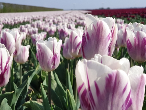 Tulpen Kunst Route open tot en met 4 mei / Andere routes Tulpenroute Flevoland dicht