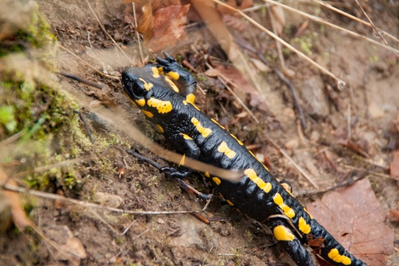 Tuinvijvers gezocht voor salamanderonderzoek