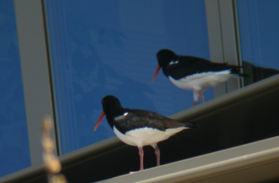 Landschapsbeheer zoekt vogeltellers scholelkster