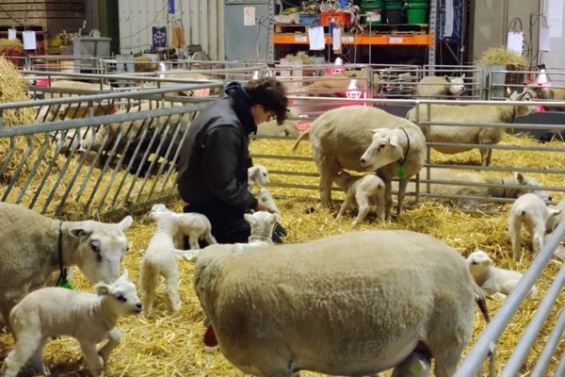 Flevolamb verwelkomt ledenavond Bedrijvenplatform Gemeente Dronten