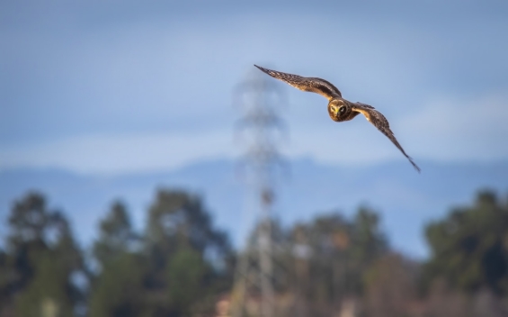 Drie grauwe kiekendieven geboren bij windpark Kubbeweg 2