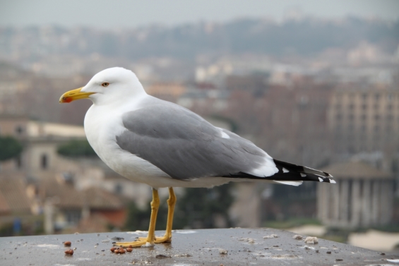 Vogelgriepvirus Biddinghuizen blijkt nieuwe variant Vogelgriepvirus Biddinghuizen blijkt nieuwe variant