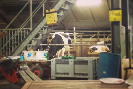 Grin teleurgesteld over reactie minister Van der Wal Grin teleurgesteld over reactie minister Van der Wal