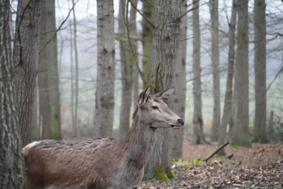 Hitsige reeën zorgen voor gevaar op de weg Hitsige reeën zorgen voor gevaar op de weg