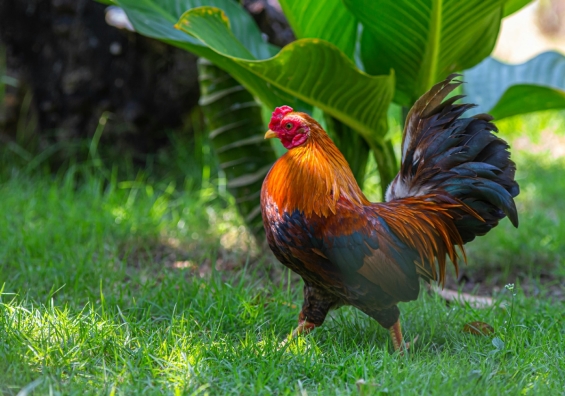 Dronten stelt verbod op hanen in bepaalde gebieden Dronten stelt verbod op hanen in bepaalde gebieden