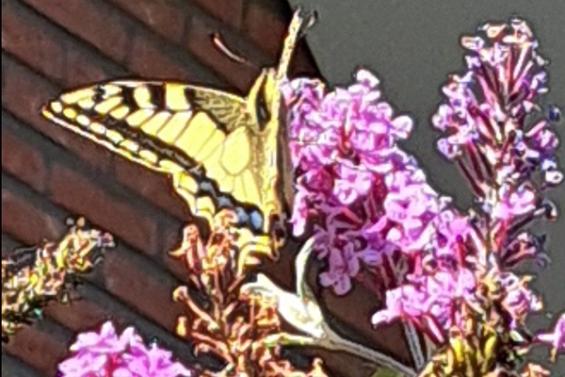 Koninginnepage vliegt door Biddinghuizer tuinen