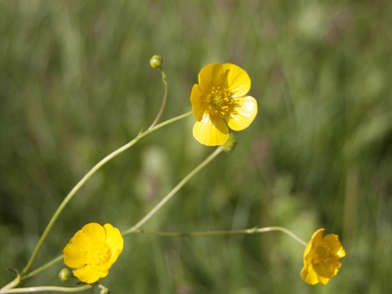 Kans op groene straat make-over Kans op groene straat make-over